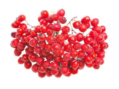 üzerinde izole Kırmızı Rowan hallettim