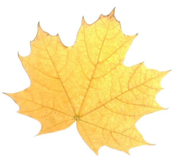 Yellow autumn leaf isolated on white background — Stock Photo, Image