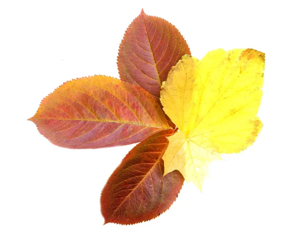 Podzimní listí, izolované na bílém pozadí — Stock fotografie