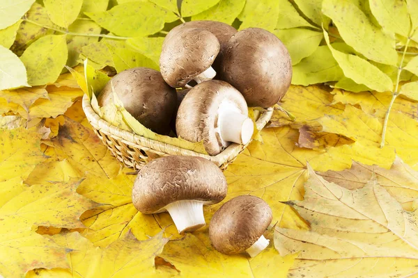 Verse champignon, paddenstoel Rechtenvrije Stockfoto's