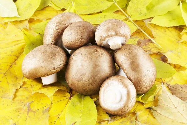 Champignon fresco, cogumelo Fotografias De Stock Royalty-Free