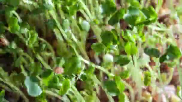 Семена аругулы, растущие со временем 4k — стоковое видео