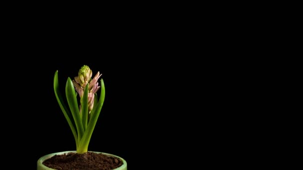 Hyacinthus rosnące na czarny 4k time-lapse — Wideo stockowe