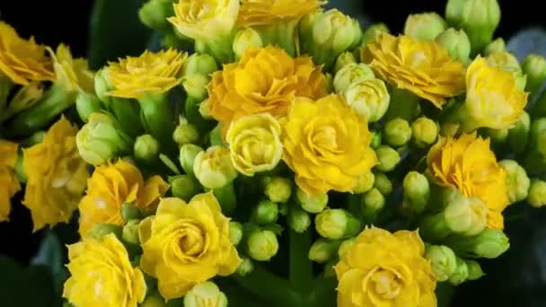 Jaune fleur de kalanchoe growing4k time-lapse 
