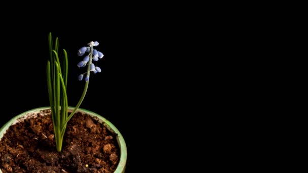 Grape hyacinth flower growing 4k time-lapse — ストック動画