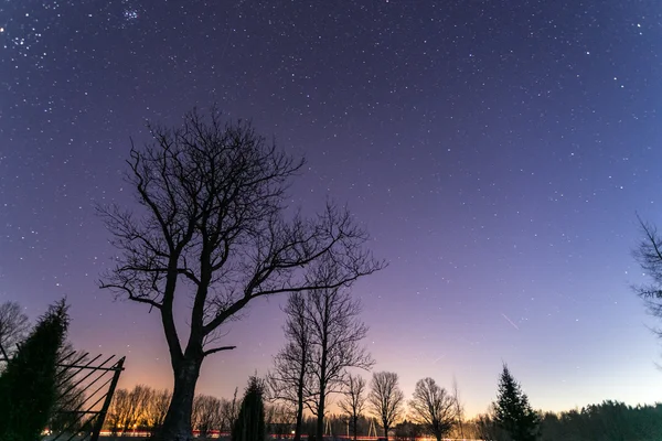 Estrelas à noite com árvore e estrada Fotos De Bancos De Imagens Sem Royalties