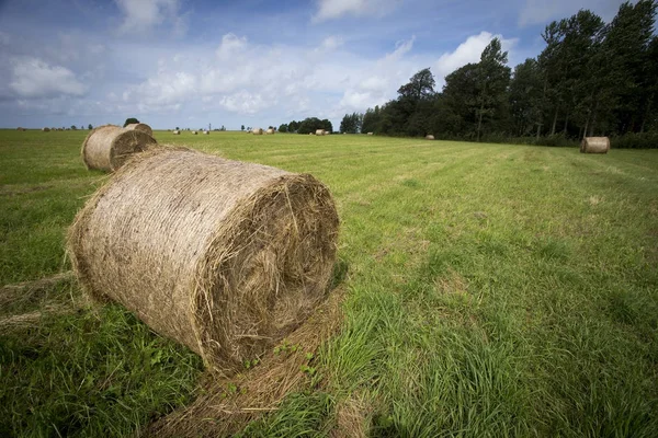 Ein Stapel Heu mit grünem Gras lizenzfreie Stockfotos