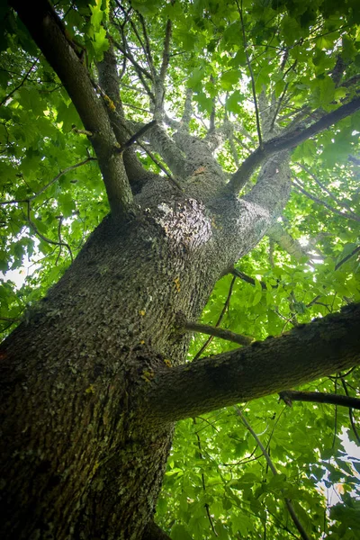 Árbol con hojas — Foto de Stock