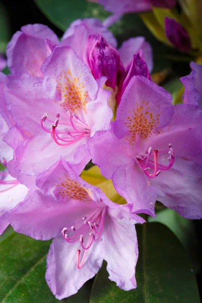 Pembe Rhododendron çiçekleri