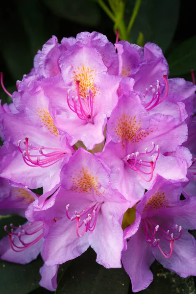Pink Rhododendron flowers — Stock Photo, Image