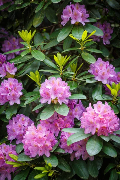 Flores de Rhododendron rosa — Fotografia de Stock