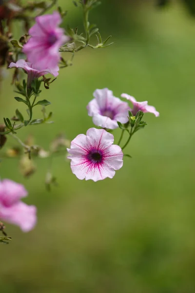 Flowers with shallow Depth Of Field — Stock Photo, Image