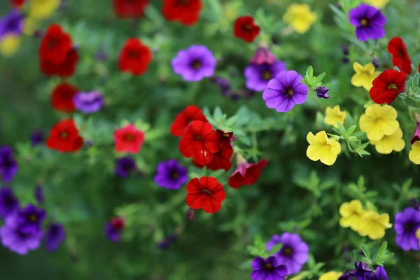 Blommor med grunt skärpedjup — Stockfoto