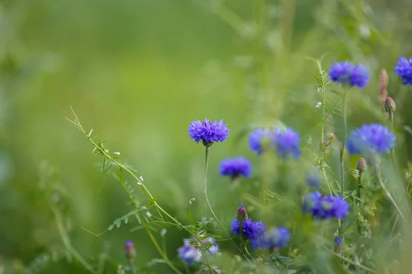 Blommor med grunt skärpedjup — Stockfoto