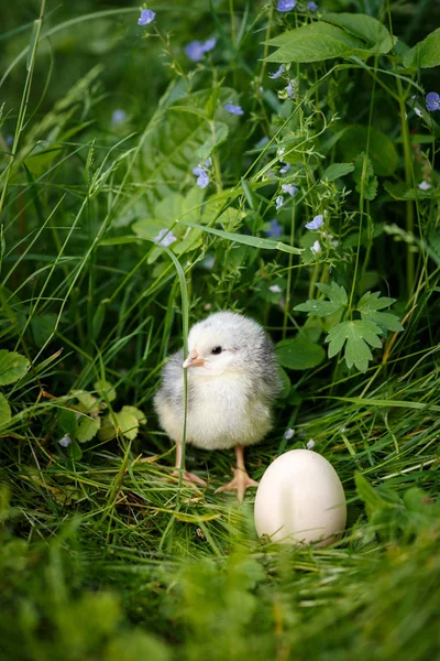 Chick with egg in easter