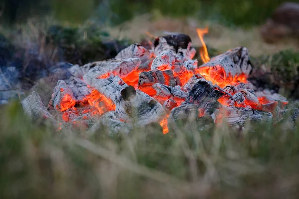 Vreugdevuur in een bos — Stockfoto