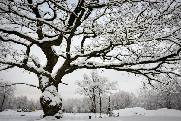 Дерево зимой со снегом — стоковое фото