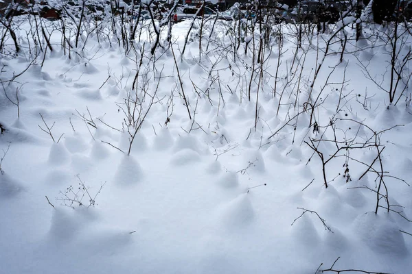 Sneeuw in het winterbos — Stockfoto