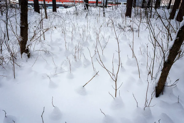 Neve na floresta de inverno — Fotografia de Stock