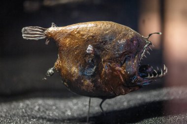 Linophryne lucifer korkuluk balık