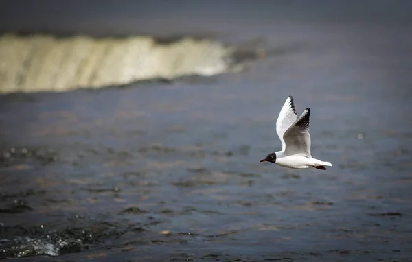 Seagull flying with Ventas Rumba waterfall — Stock Photo, Image