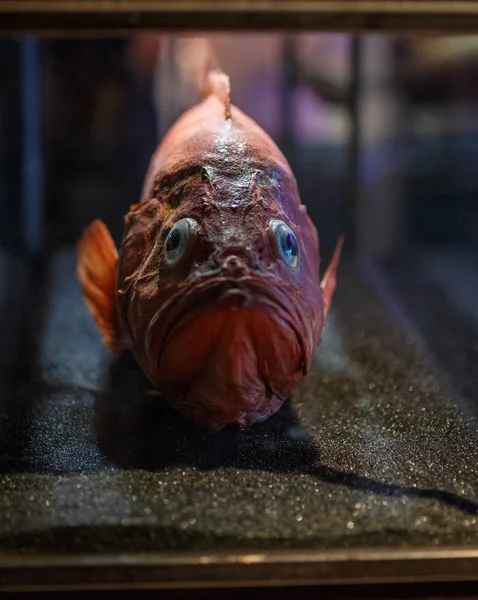 Oceaan baars Golden Redfish vogelverschrikker Stockafbeelding