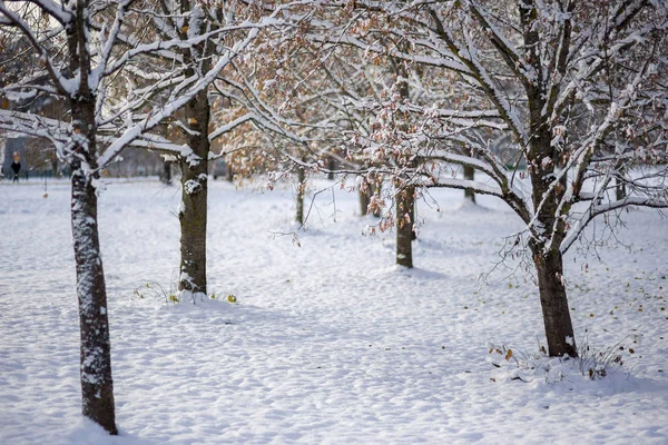 Inverno nevado no parque Imagens De Bancos De Imagens Sem Royalties