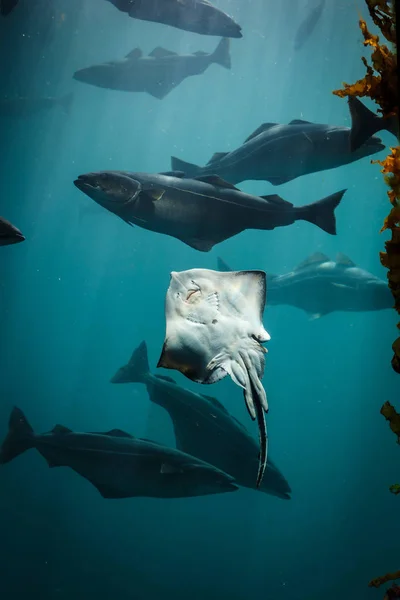 Aquarium marin à Alesund Norvège — Photo