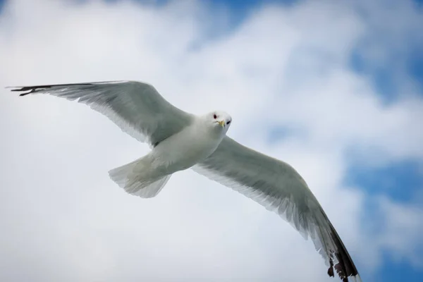 Seagull flying in the sky — Stock Photo, Image