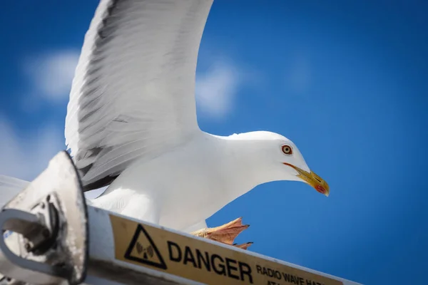 Seagull on the danger sign — Stock Photo, Image