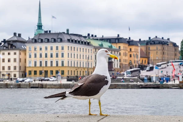 Mewa w Sztokholmie. Szwecja — Zdjęcie stockowe