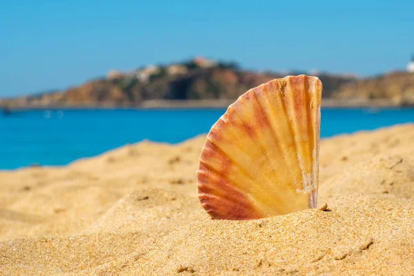 Concha na areia. Portugal — Fotografia de Stock
