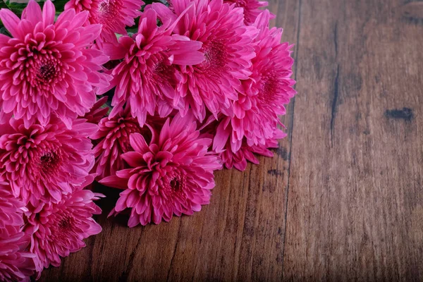Flores de crisântemos roxos — Fotografia de Stock
