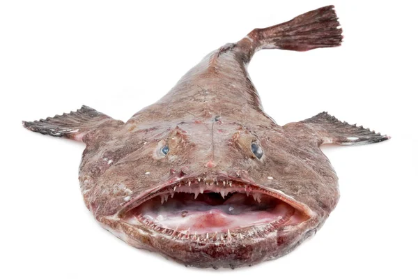 Big Monkfish aislado —  Fotos de Stock