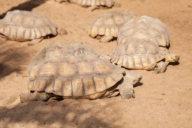Büyük kara kaplumbağaları. İspanya