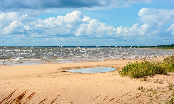 De kustlijn van het Peipusmeer. Estland, Europa — Stockfoto
