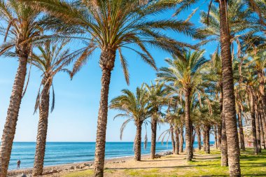 Torremolinos bir plaj boyunca Palmiye korusu. Costa del Sol, Endülüs, İspanya