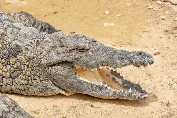 Crocodilo Nilo Grande Crocodylus Niloticus Descansando Terreno Parque Crocodilos — Fotografia de Stock