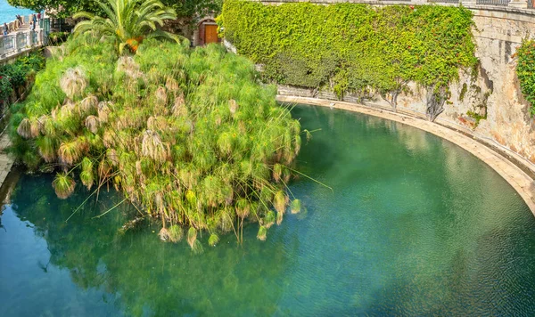 Fuente Arethusa Fonte Aretusa Con Plantas Papiro Crecimiento Isla Ortygia — Foto de Stock