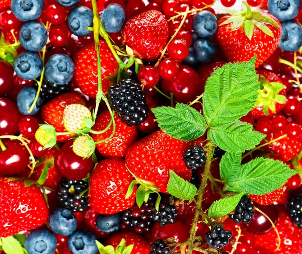 Fresh Assorted Organic Berries Stock Image