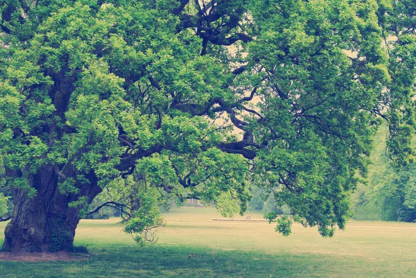 Old oak tree — Zdjęcie stockowe