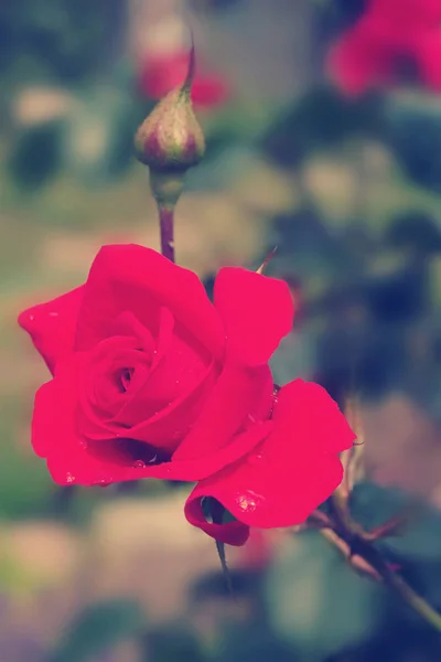 Rosa roja con gotas de agua — Foto de Stock