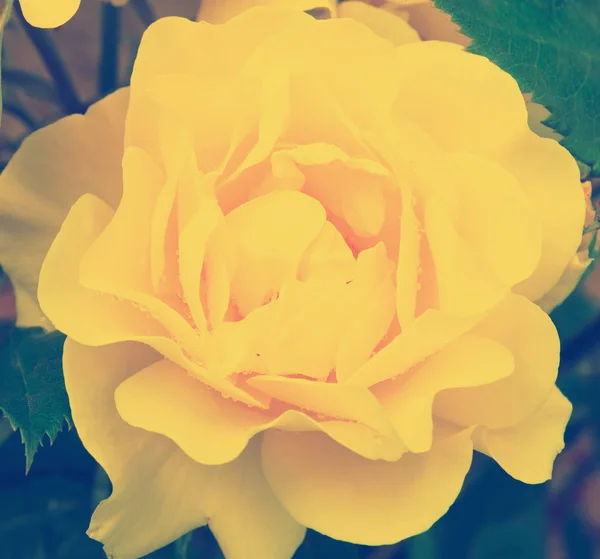 Yellow rose blossom Royalty Free Stock Photos