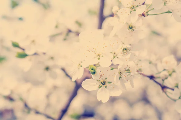 Blossom cherry tree — Stock Photo, Image