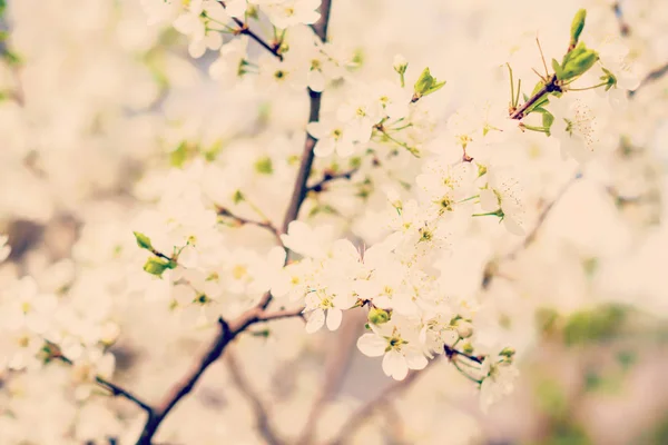 盛开的樱花树 图库图片
