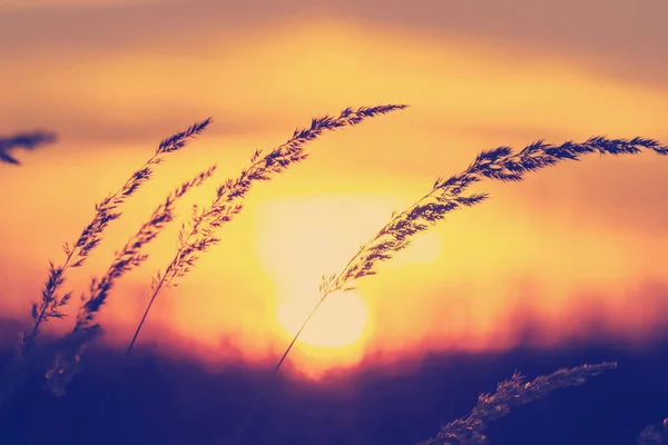 Sonnenuntergang Sonnenaufgang Hinter Einem Hügel Silhouette Gras Wiese Instagram Getönten — Stockfoto