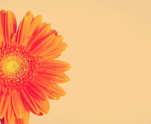 Pomarańczowy Kwiat Gerber Daisy Szarym Tle Instagram Stonowanych Obrazy Stockowe bez tantiem