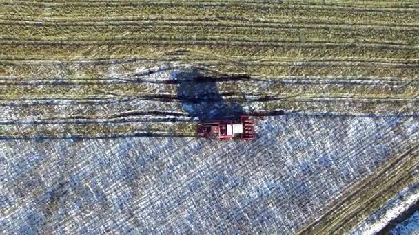 4K. Combinar cosechadora en el campo de maíz después de la primera nieve!!! La cosechadora está cortando maíz seco maduro. La primera nieve cayó a principios del invierno. Vuelo y despegue, vista aérea . — Vídeo de stock