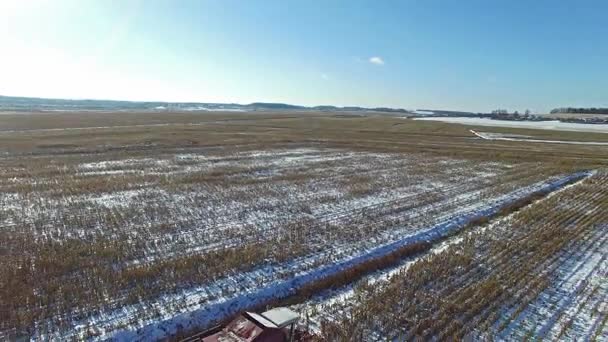 4K. Combinar cosechadora está trabajando en el campo de maíz después de la primera nieve!!! La cosechadora está cortando maíz seco maduro. La primera nieve cayó a principios del invierno. Vista panorámica aérea . — Vídeo de stock