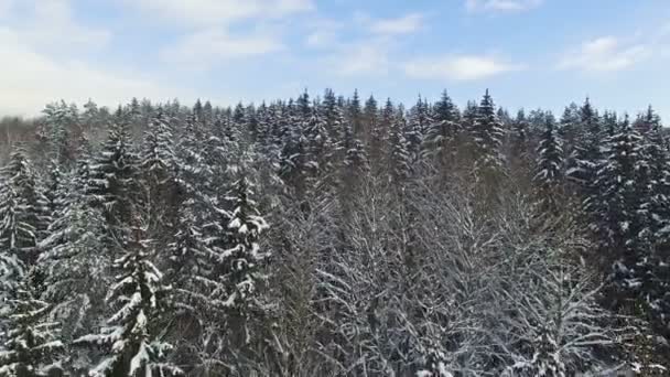 4K. Flight and takeoff above snowy winter forest on the north, aerial panoramic view. — Stock Video